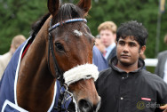 Cue-Card-Horse-Racing-Gold-Cup